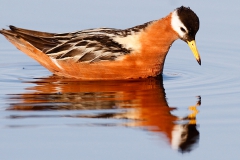 Polarsvømmesnipe